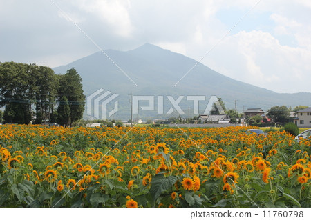 Sunflower field 11760798