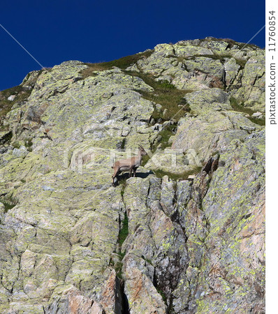 阿爾卑斯山的峭壁高地山羊 阿爾卑斯山的峭壁高地山羊 11760854