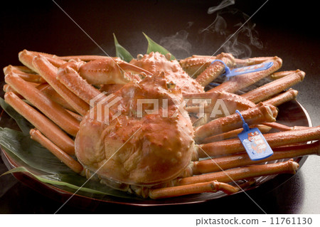 Matsuba crab Matsuba crab 11761130