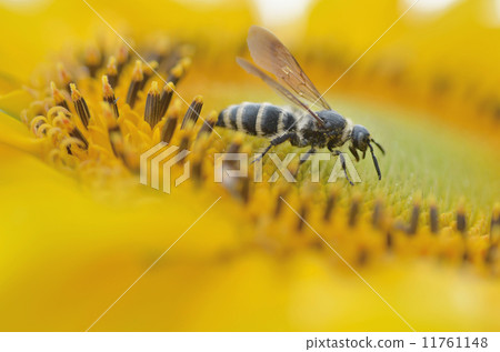 Himehara na gussetti 11761148