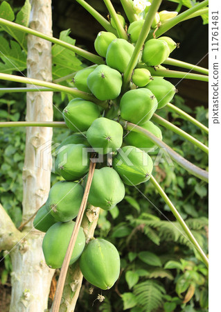 Suzara's Papaya 11761481