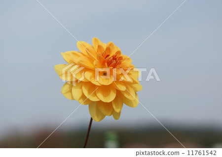 Dalia Koibune Kobune（裝飾） 11761542