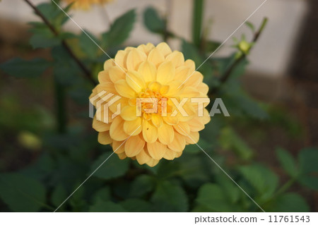 Dalia Nicky Minor（裝飾） 11761543