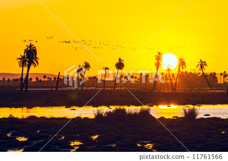 Palm trees in Rocha, popular tourist place in Uruguay Palm trees in Rocha, popular tourist place in Uruguay 11761566