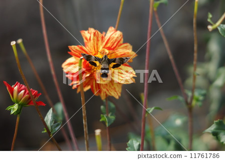 大麗花（Corallet）和Houjaku（蛾） 11761786
