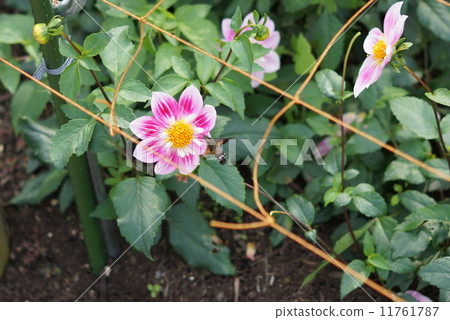 大麗花(Corallet)和Houjaku(蛾) 大麗花(Corallet)和Houjaku(蛾) 11761787