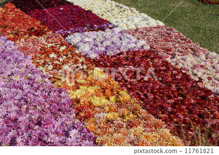 Dahlia's flower carpet 11761821