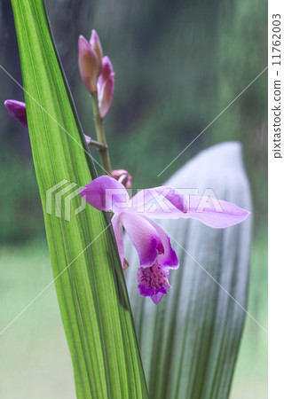 Beautiful Miniature Orchid Plant from Uruguay Just blossomed flo Beautiful Miniature Orchid Plant from Uruguay Just blossomed flo 11762003