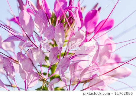 Cleome hassleriana or spider flower or spider plant Cleome hassleriana or spider flower or spider plant 11762096