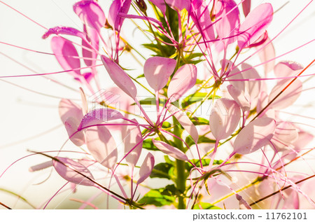 Cleome hassleriana or spider flower or spider plant Cleome hassleriana or spider flower or spider plant 11762101