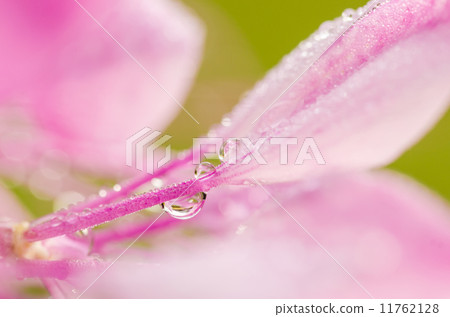 Cleome hassleriana or spider flower or spider plant Cleome hassleriana or spider flower or spider plant 11762128