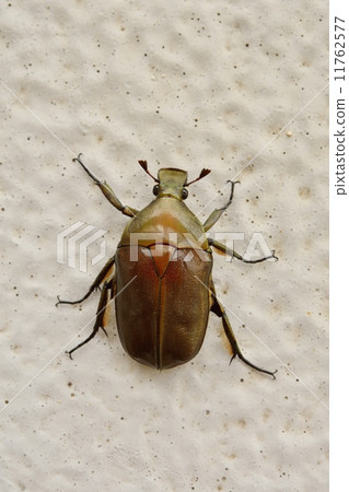 Kanabun Kanabun 11762577