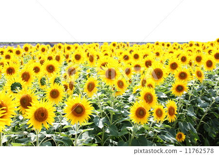Sunflower field Sunflower field 11762578