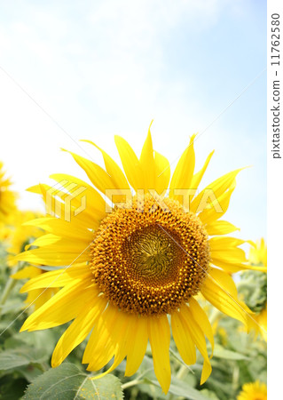 Sunflower and sky Sunflower and sky 11762580