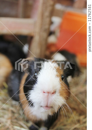 Hamster front Hamster front 11762581