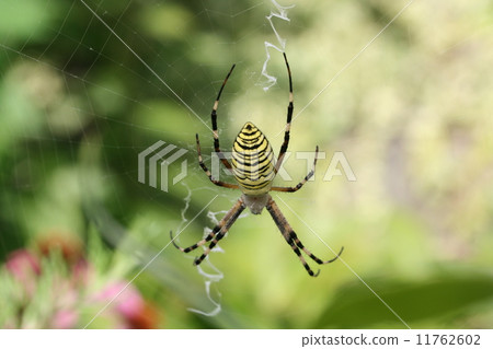 金蛛 金蛛 11762602