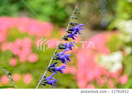 Salvia 11762652