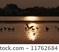 Bird Sunrise 11762684