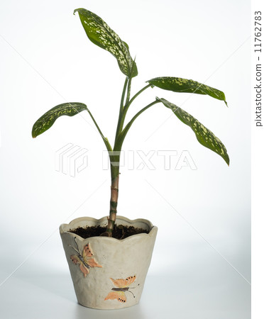 Home plant (Dieffenbachia picta) 11762783