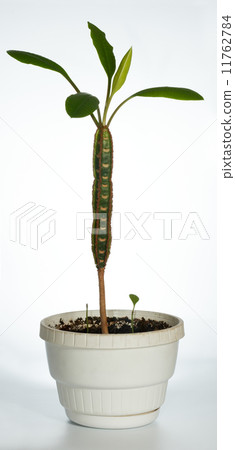 Home plant (Euphorbia) Home plant (Euphorbia) 11762784