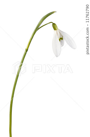 snowdrop flower isolated 11762790