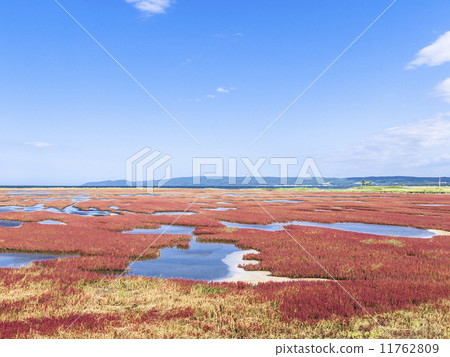 Coral grass (horizontal · wide) 11762809