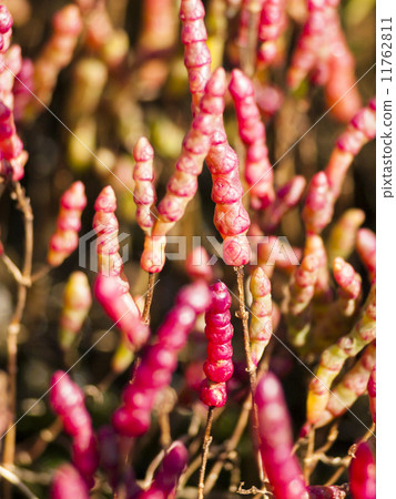Coral grass (vertical · up) 11762811