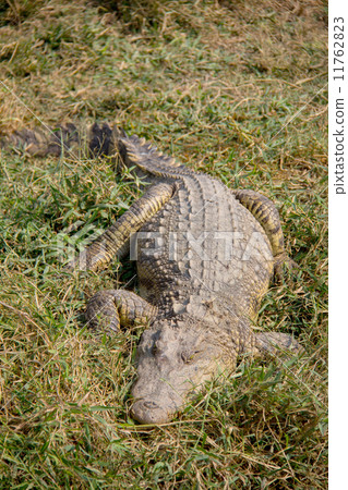 crocodile laying on the grass 11762823