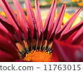 Gazania 11763015