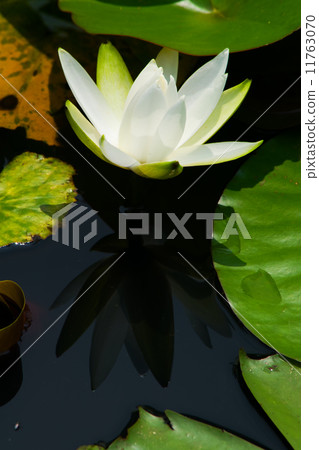 White water lily White water lily 11763070
