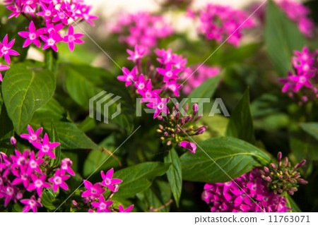 Pentas花 Pentas花 11763071
