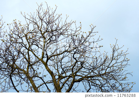 Spring tree 11763288