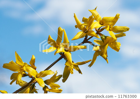Yellow flowers (Forsythia) 11763300