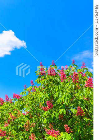 紅花栗子和藍天 11763468