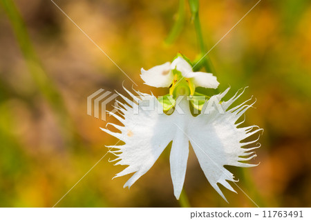 Sagisou, Orchidaceae, Japan, semi-extinct NT 11763491
