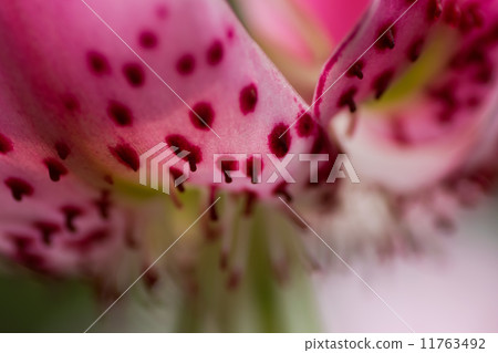 Close-up of canopy lily, unique species of Japan, endangered species (VU) 11763492