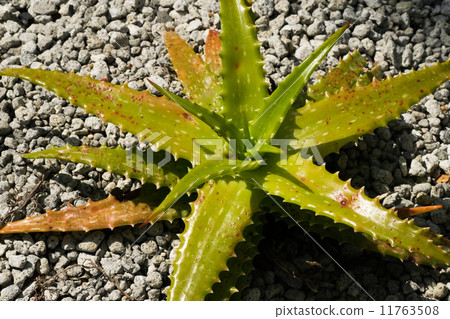 Aloe · Droteae, Waslengsaceae, East Africa, Tanzania Aloe · Droteae, Waslengsaceae, East Africa, Tanzania 11763508