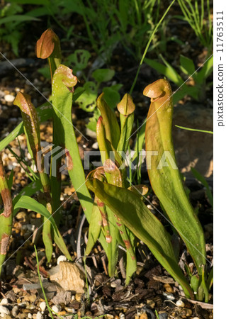 Salacenia·Minor，Salacenianaceae，南美洲南美洲 11763511