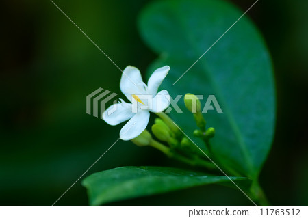 麗迪雅·種名不詳，屬松科 11763512