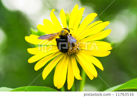 Kumabashi和Chikaku向日葵,松鼠向日葵,菊科,北美東南部 Kumabashi和Chikaku向日葵,松鼠向日葵,菊科,北美東南部 11763516