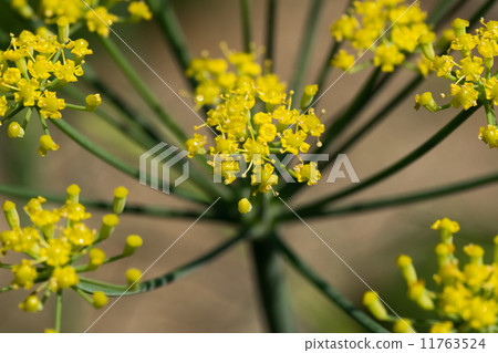 甜漏斗，Seri，茴香，草本植物，南歐 - 西亞 11763524