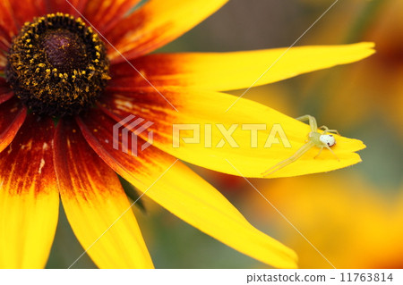 Rudbecka和Hanagumo Rudbecka和Hanagumo 11763814