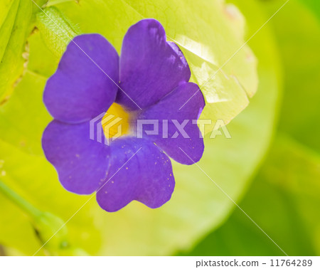 Tsunbergia·Battis Con Bay,Fox家族,熱帶非洲 Tsunbergia·Battis Con Bay,Fox家族,熱帶非洲 11764289