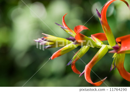 Tylandia·Leiboldiana,菠蘿部,墨西哥 Tylandia·Leiboldiana,菠蘿部,墨西哥 11764290
