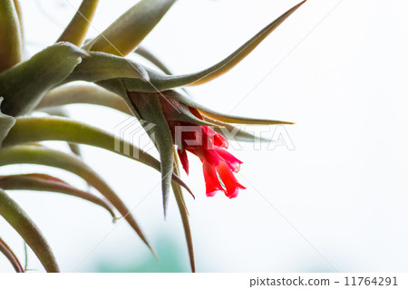 Tylandia·Eddiechae,Pineapple Department,Tropical America Tylandia·Eddiechae,Pineapple Department,Tropical America 11764291