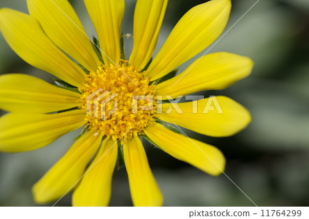 Gazania · Regence ,, Gazania · Lemon tart, Ornaments of the snake eyes Chrysanthemum 11764299