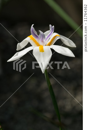 Dietes · Grandi Flora, Iridaceae, South Africa, Eastern Cape - Natal 11764362