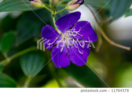 Shikonobotan, Novotanaceae, tropical America 11764378