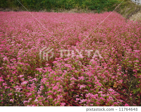 紅色蕎麥花田 11764648