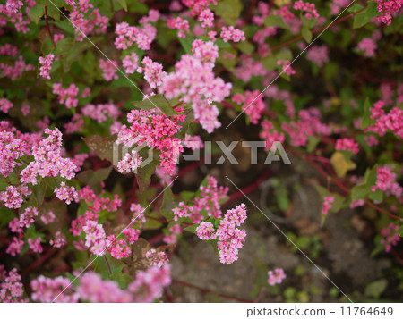 紅蕎麥花 11764649